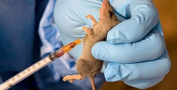 Silent Killer: Lassa Fever Claims 215 Lives in Nigeria as Cases Surge