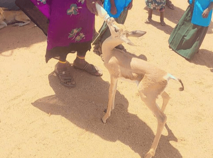 Miracle in Marsabit: Villagers Save Orphaned "Giraffe Gazelle"