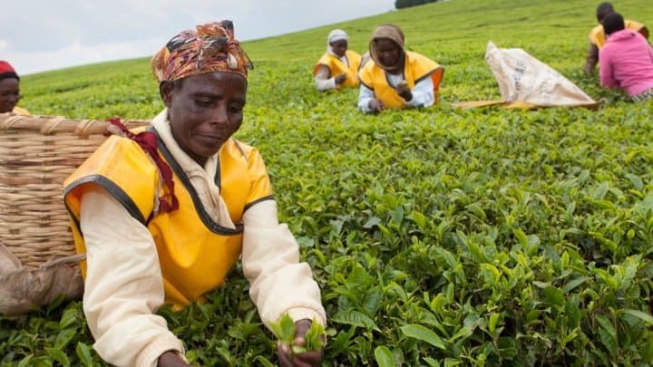 Kenya's Coffee, Tea Sectors Face Diminishing Returns, Wamae Warns