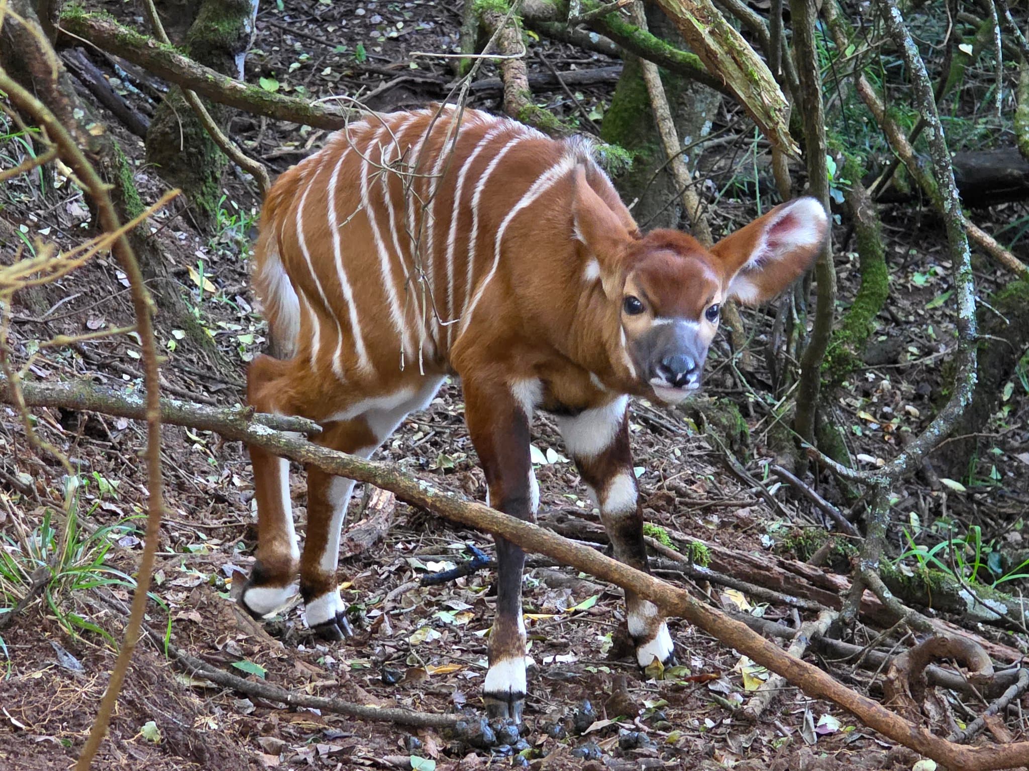 Hope on Hooves: Kenya Celebrates Birth of 100th Mountain Bongo Calf