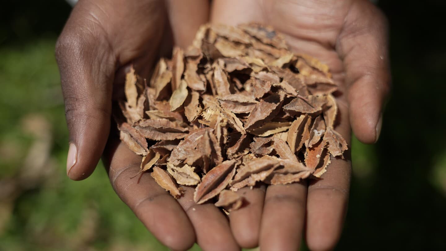 Kenyan Farmers Revive Ancient Seeds to Combat Climate Change