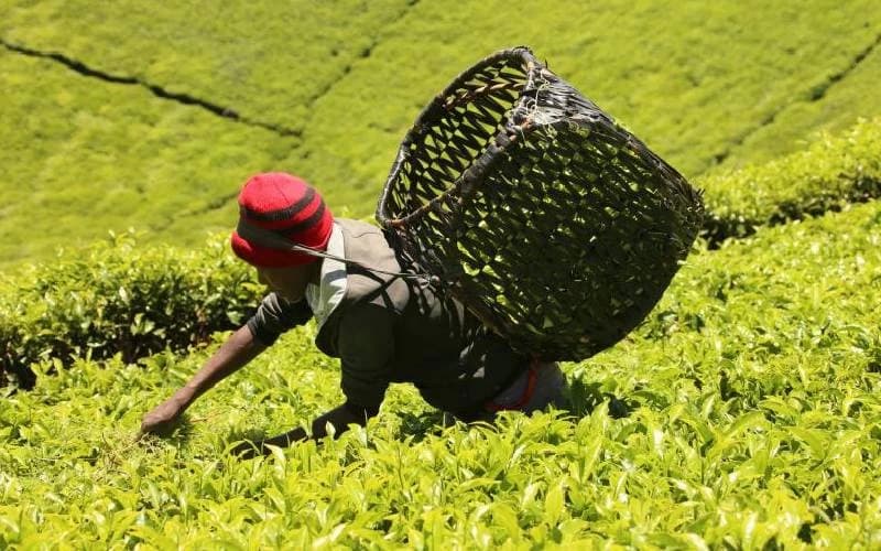 KTDA to Release Tea Bonuses, Bank Refunds by October 15