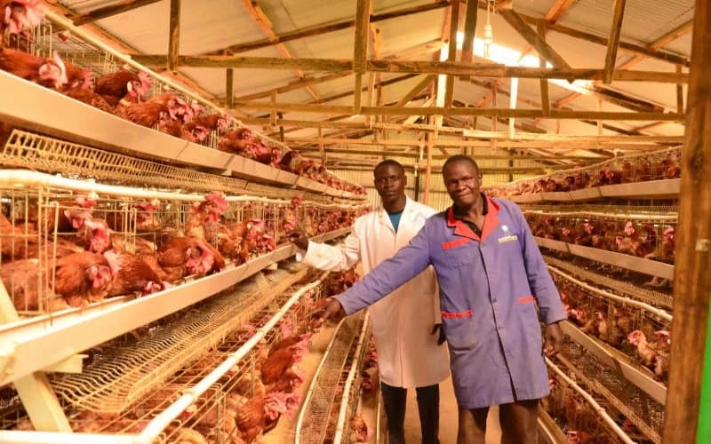 The Digital Poultry King: How One Actuary Built A Chicken Empire