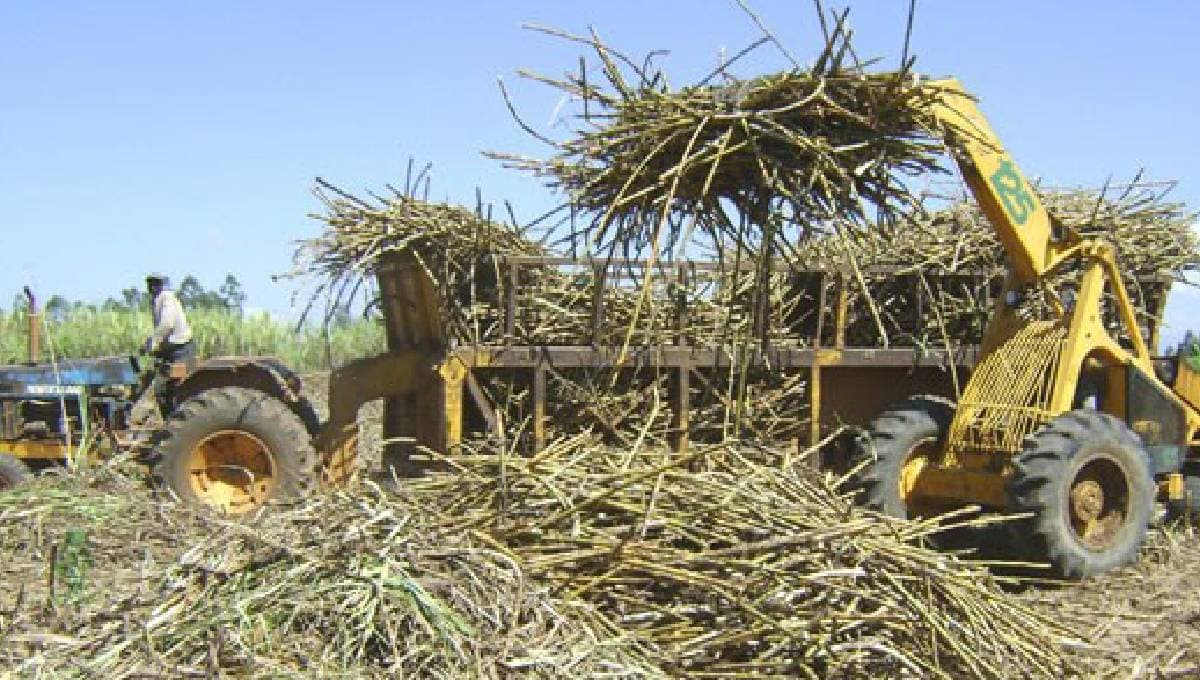 Sweet Freedom: Why Kenya Finally Ended the 24-Year Comesa Sugar Safeguard