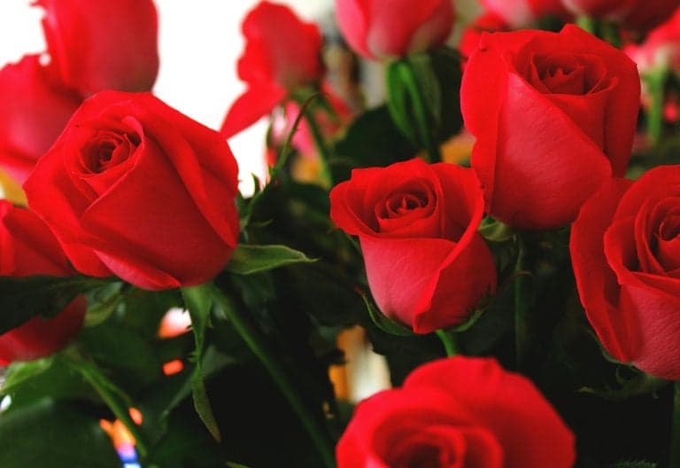 Billion-Shilling Bloom: Kenyan Roses Conquer Global Valentine’s Market