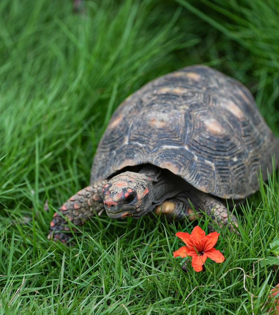 India’s Wildlife Model Offers Conservation Blueprint for Kenya