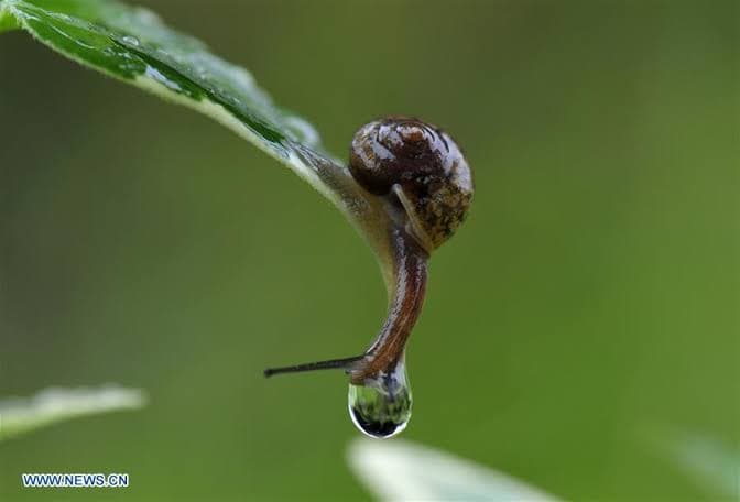 French Farm Loses KES 13.4M in Holiday Snail Heist
